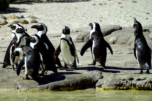 The Penguins Gang