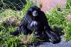 Meditative Gibbon