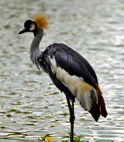 Crowned Crane #1