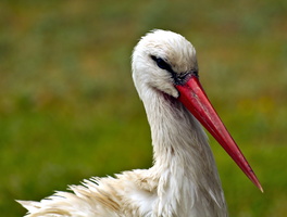 Stork #2