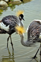 Crowned Cranes Dance