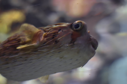 Fugu in Focus