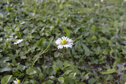 Ethereal Bloom