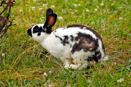 Rabbit in the Grass
