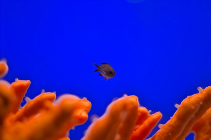 Coral Reef Symphony