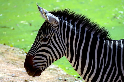 Zebras in their natural habitat
