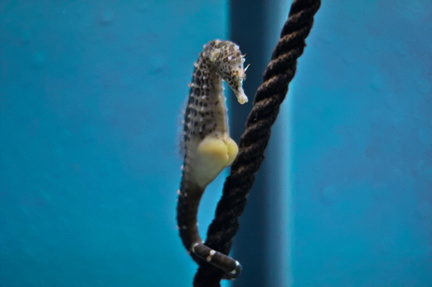 Seahorse in its natural habitat