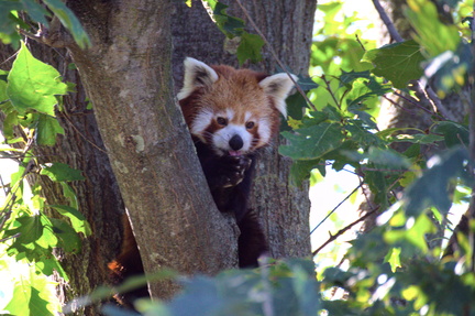 Red Panda in the Trees