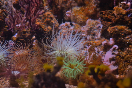 Sea Anemone Forest