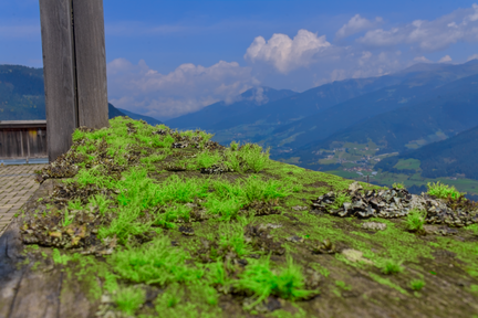 Mossy Mountain Top