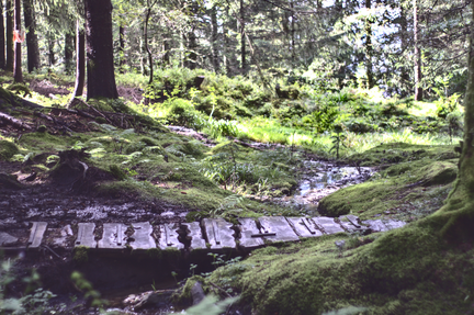 Mossy Forest Path