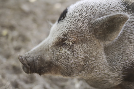 Portraits of Pigs