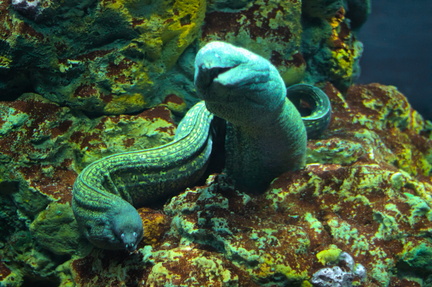 Eel's Embrace