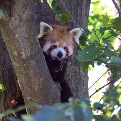 Wildlife